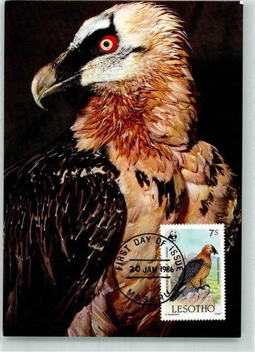 39890839 bartgeier primo - -,